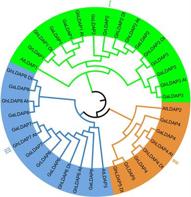 Identification and characterization of the LDAP family revealed GhLDAP2_Dt enhances drought tolerance in cotton